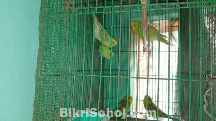 Rainbow Budgerigar Bird